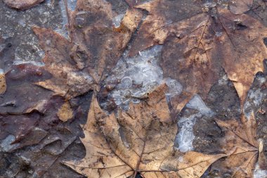 Donmuş Sonbahar Yaprakları Kullanılarak Doku Oluşturuldu