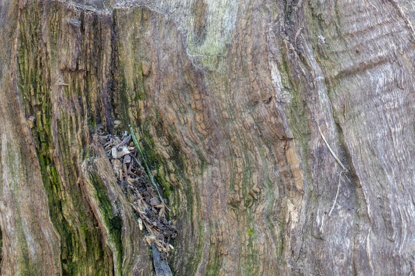 Textura Corteza Árbol Envejecido —  Fotos de Stock