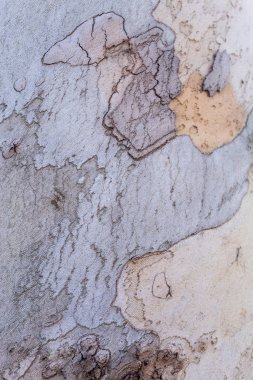 Eski Londra uçak ağacının güzel dokusu