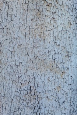 Güzel ağaç kabuğu doku