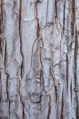 Güzel ağaç kabuğu doku
