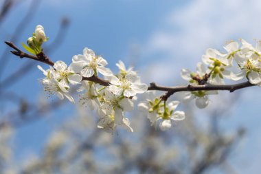 Erik Ağacı Bahar Çiçeği