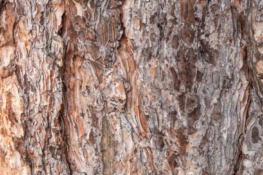 Güzel Yaşayan Ağaç Kabuğu dokusu