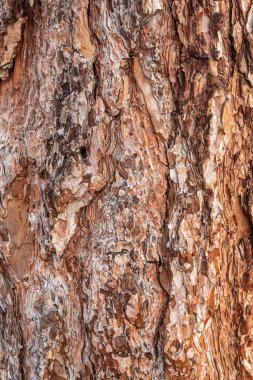 Güzel Yaşayan Ağaç Kabuğu dokusu