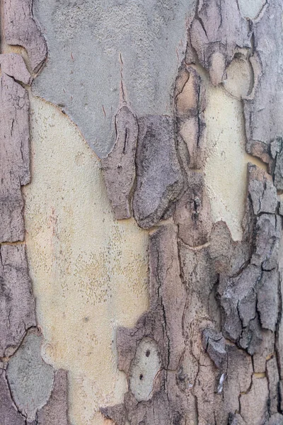 Beautiful Texture Old London Plane Tree — Stock Photo, Image