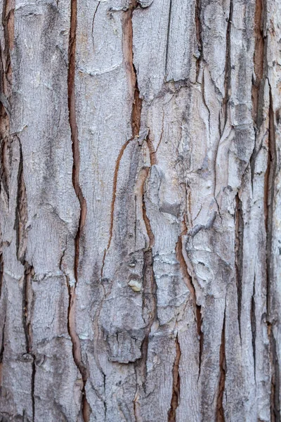 Όμορφο Δέντρο Φλοιός Υφή — Φωτογραφία Αρχείου
