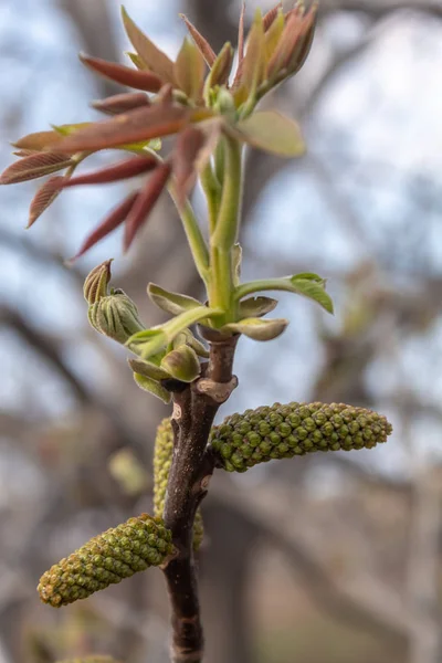 Nuez Árbol Primavera Flor — Foto de Stock