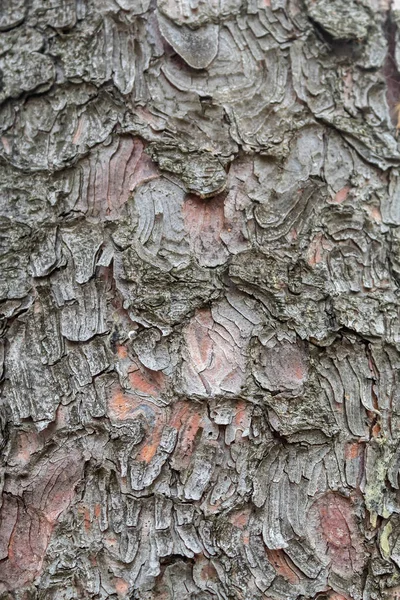 Struktura Kůry Živých Stromů — Stock fotografie