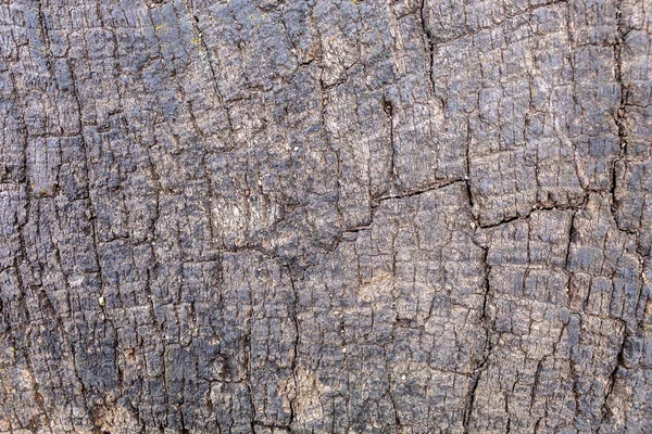 Levande Träd Bark Textur — Stockfoto