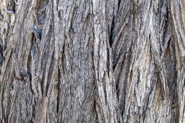 Ağaç kabuğu dokusunu kapat