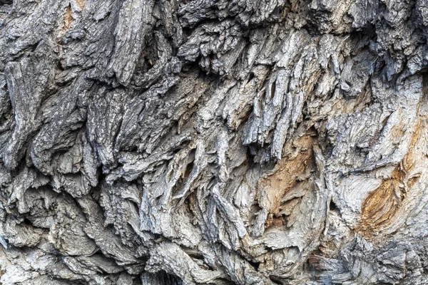 Ağaç Kabuğu Dokusunu Kapat — Stok fotoğraf