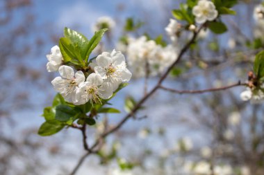 kiraz ağacı baharı çiçeği
