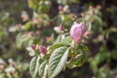 Ayva Ağacı Bahar Çiçeği