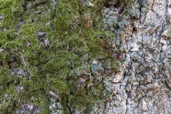Textura Velha Casca Árvore Weathered Com Musgo — Fotografia de Stock