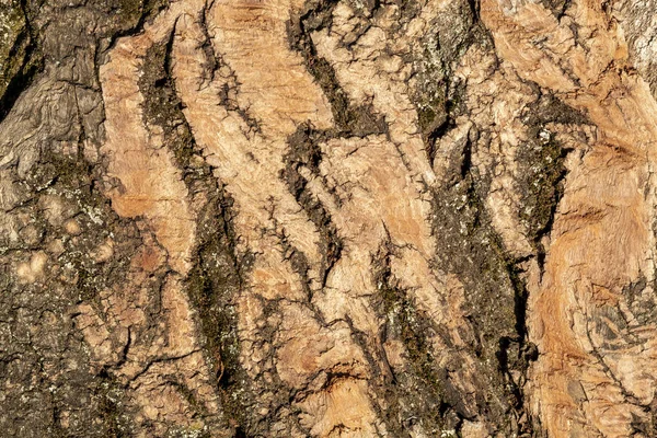 Staré Ošlehaný Strom Kůra Textura Mechem — Stock fotografie