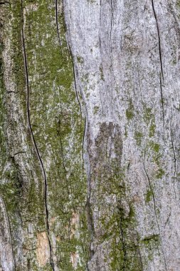 Ağaç kabuğu dokusunu kapat