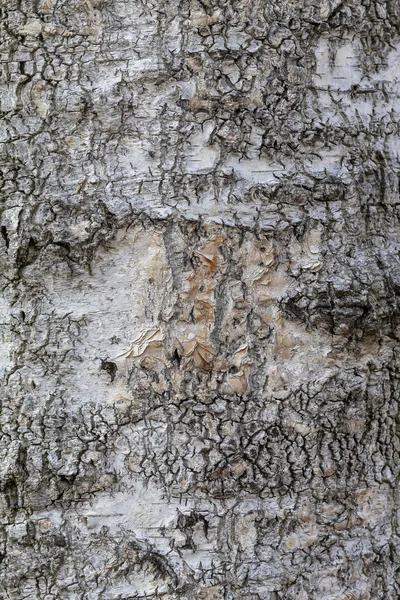Linden Ağacı Kabuğu Dokusunu Kapat — Stok fotoğraf