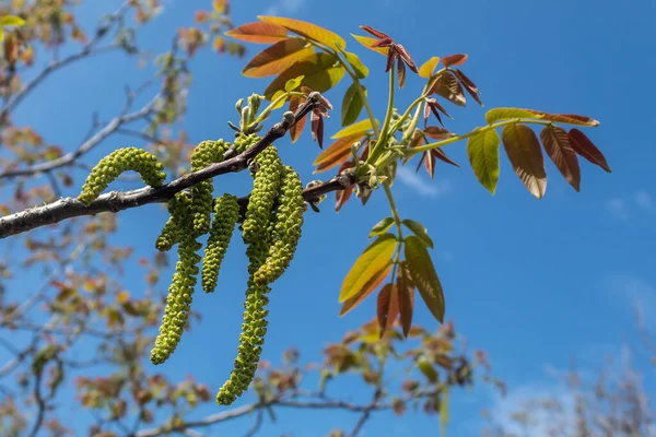 Walnut Tree Spring Blossom — Stock Photo, Image