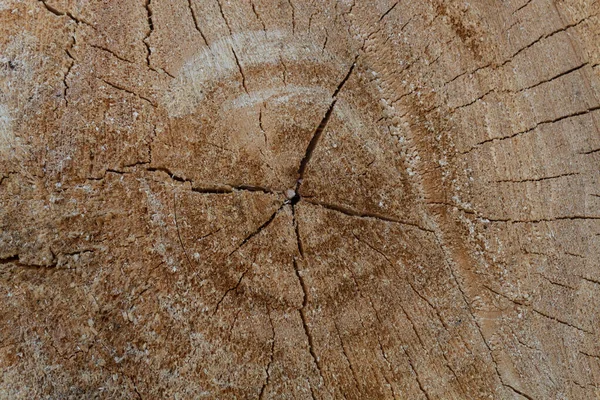 Brownish Cut Wood Cracked Texture — 스톡 사진