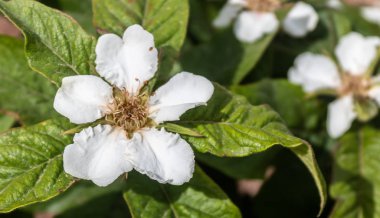 Yaygın Medlar Ağacı Bahar Çiçeği