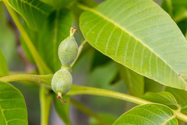 Küçük meyveli ceviz dalı. Yakın plan. 