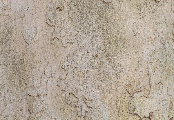 Texture Big London Plane Tree — 스톡 사진