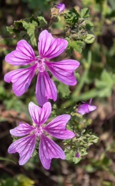 Güzel Pembe Vahşi Çiçek Kapanışı