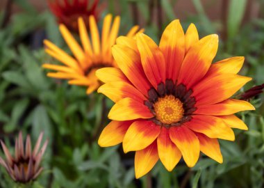 Güzel Afrika Papatyaları Yakın plan