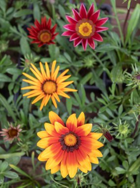 Güzel Afrika Papatyaları Yakın plan