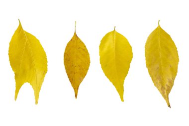 Sarı sonbahar yaprakları beyaz arkaplanda izole