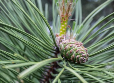 Yeşil Çam Ağacına Küçük Çam Kozalaklı Yakın Çekim