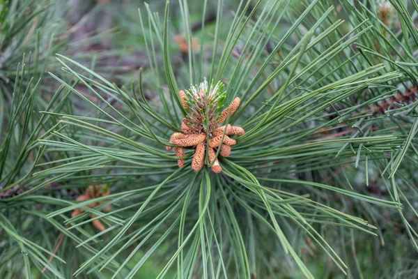 Kiefern Frühling Blühen Nahaufnahme — Stockfoto