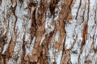 Güzel Kahverengi Beyaz Yaşayan Ağaç dokusu