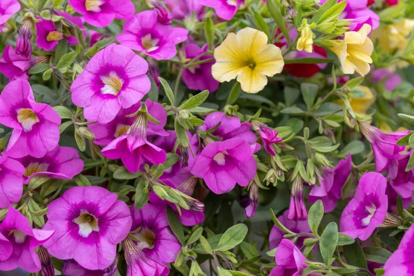 Petunia Púrpura Amarilla Flores Primer Plano —  Fotos de Stock