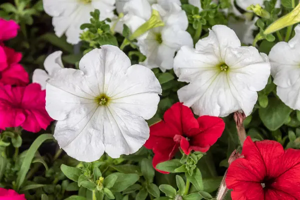 Pétunia Blanc Rouge Fleurs Gros Plan — Photo