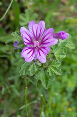 Mallow Flower Spring Blossom Closeup