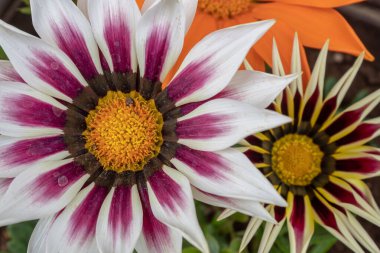 White Purple African Daisy Flower Closeup