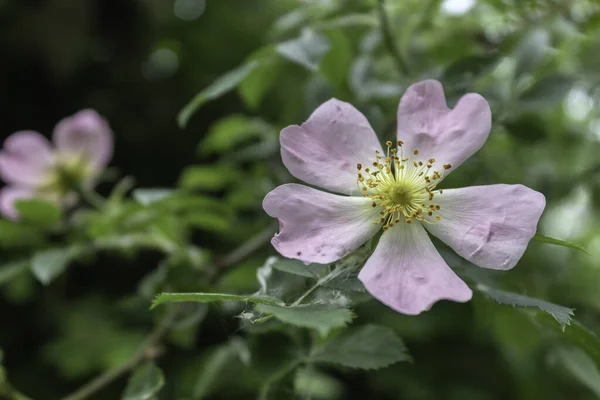 Sweetbrier Flower Spring Blossom Closeup — Stock fotografie