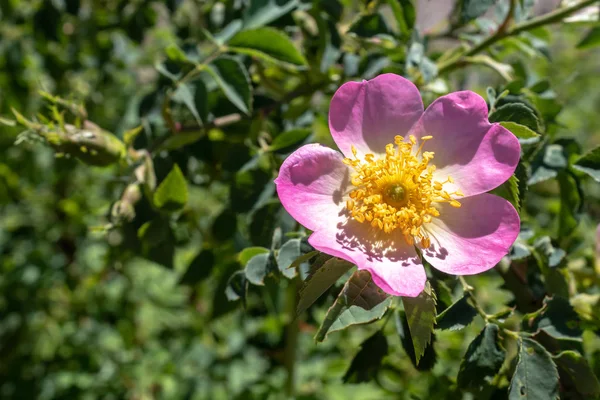 Γλυκύτερο Λουλούδι Άνοιξη Άνθος Κλείσιμο — Φωτογραφία Αρχείου