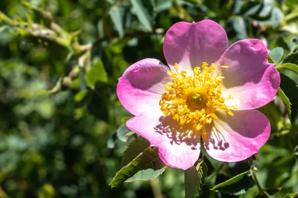 Sweetbrier Flower Spring Blossom Closeup — Stock fotografie