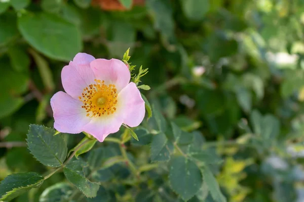 Sweetbrier Flower Spring Blossom Closeup — 스톡 사진