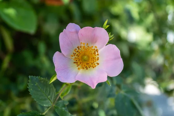 Sweetbrier Flower Spring Blossom Closeup — Stock fotografie