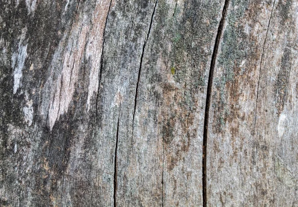 Grayish Old Weathered Wood Texture — 스톡 사진