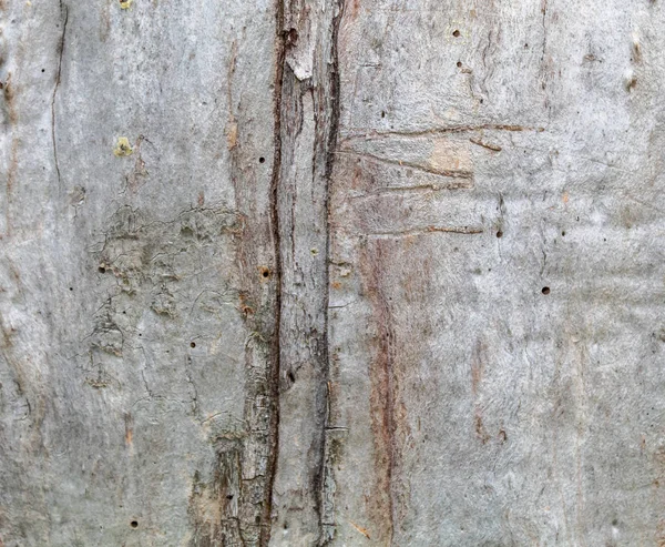 Šedá Stará Ošlehaná Dřevěná Textura — Stock fotografie