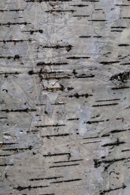 Yaşayan kireç ağacının güzel dokusu