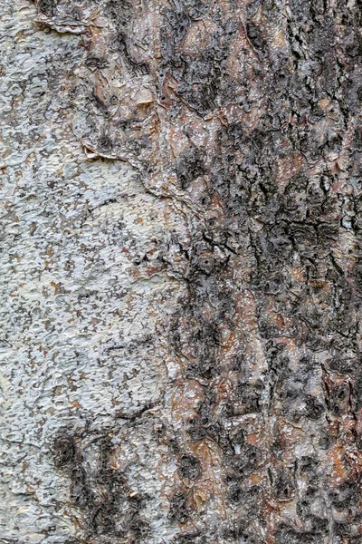 Closeup Tree Bark Texture Background — ストック写真