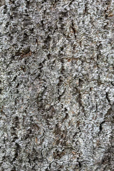 Pozadí Closeup Tree Bark Textury — Stock fotografie