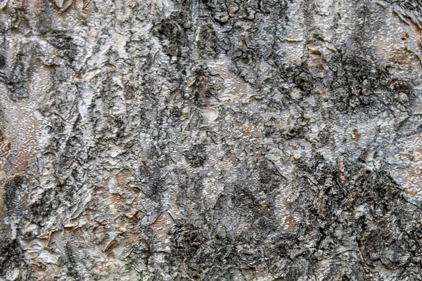 Closeup Tree Bark Texture Background — 图库照片