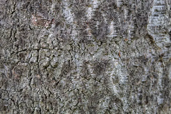 Closeup Tree Bark Texture Background — 图库照片