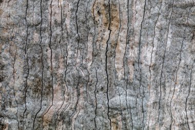 Kırık Gri Meşe Ağacı Yapısı